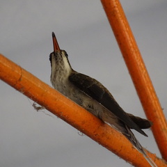 Phaethornis anthophilus