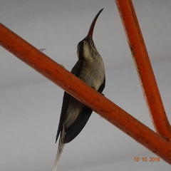 Phaethornis anthophilus