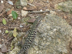 Podarcis siculus tyrrhenicus