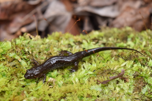 Apalachicola Dusky Salamander