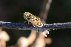 Eristalinus