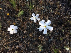 Linanthus dichotomus