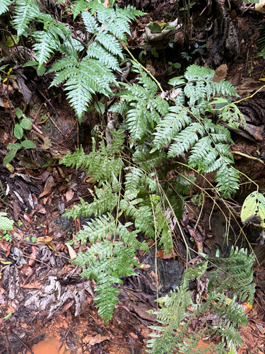 Pteris altissima observed 2026-04-28