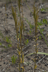Arabis stelleri
