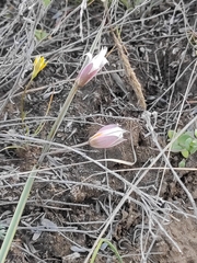 Tulipa biflora