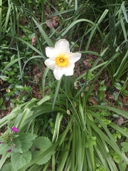 Narcissus poeticus