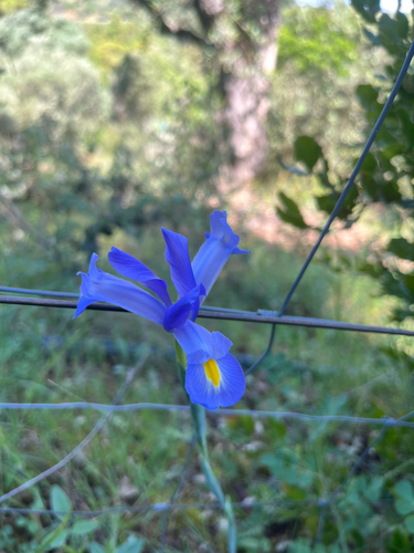 Spanish Iris