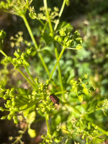 Continental Striped Shield Bug