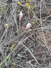 Tulipa biflora