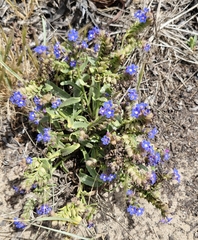 Anchusa calcarea, photograph (c) ahabo, some rights reserved (CC BY)
