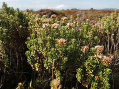 author not stated, no rights reserved Ozothamnus rodwayi, photograph author not stated, no rights reserved