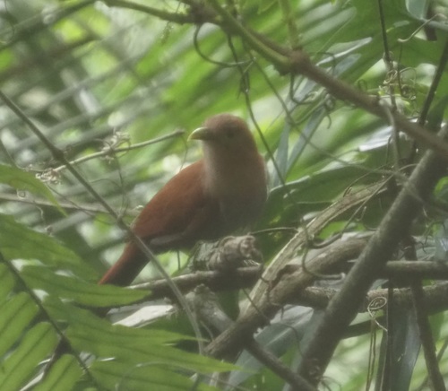 Common Squirrel-Cuckoo