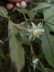 Rubus lineatus