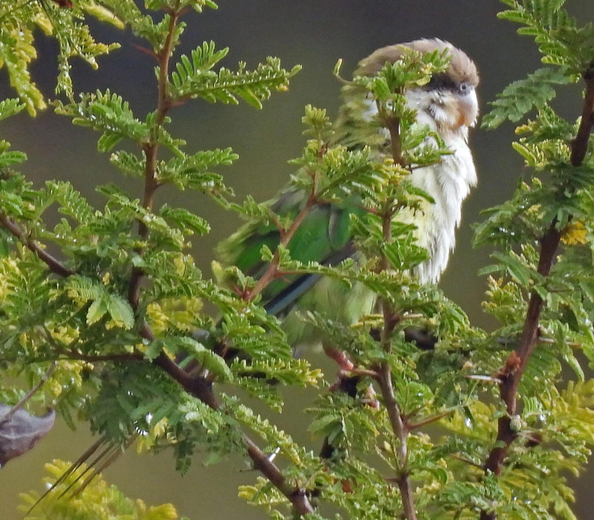 Grey-hooded Parakeet (Psilopsiagon aymara), photo 3