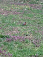 Turdus migratorius