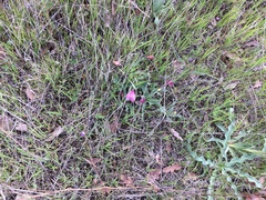 Fritillaria pluriflora
