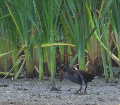 iNaturalist image