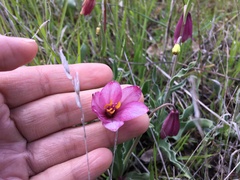 Fritillaria pluriflora