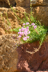 Antirrhinum tortuosum