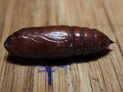 Mamestra brassicae