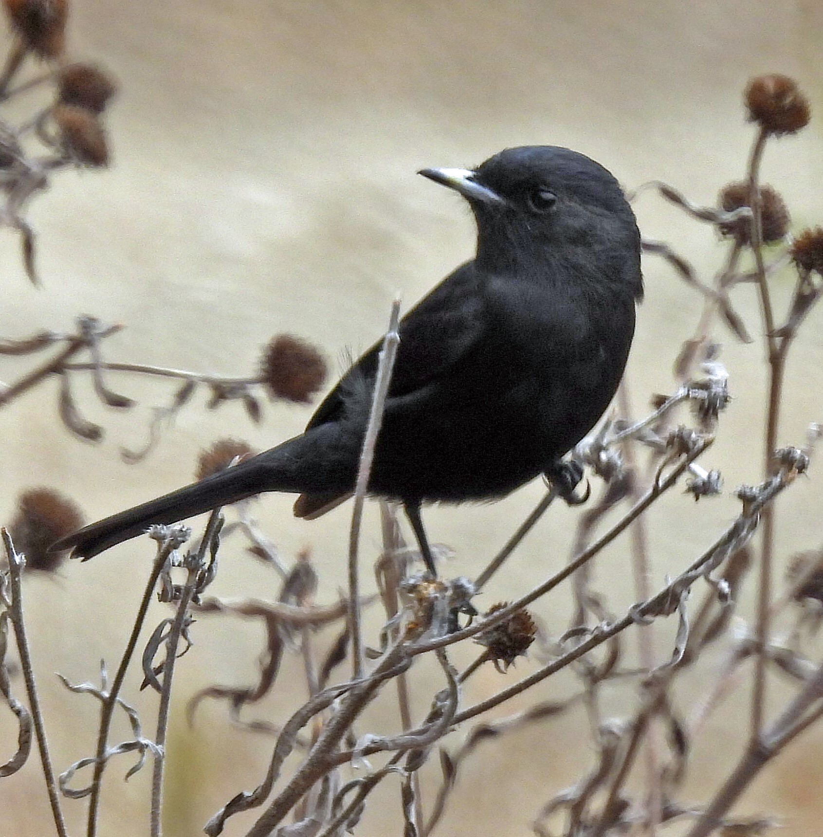 White-winged Black Tyrant (Knipolegus aterrimus), photo 4