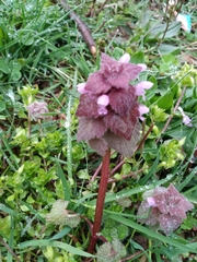Lamium purpureum