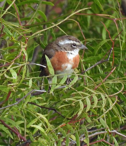 Bolivian Warbling Finch (Poospiza boliviana), photo 3