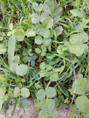 Desmodium rotundifolium