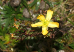 Hypericum decandrum