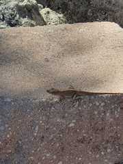 Anolis sagrei