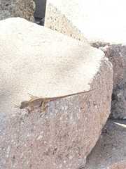 Anolis sagrei