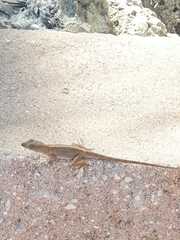 Anolis sagrei