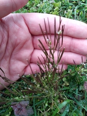 Cardamine hirsuta