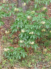 Aesculus pavia flavescens