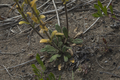 Arabis stelleri
