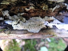 Dentipellis fragilis