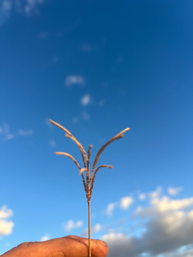 Leptochloa digitata, 2026-04-30