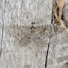 Nallachius americanus