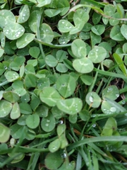 Trifolium repens