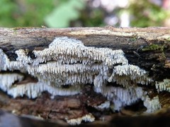 Dentipellis fragilis