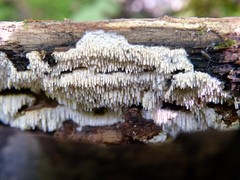 Dentipellis fragilis