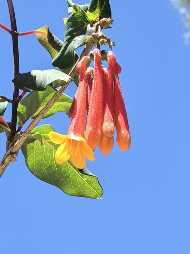 Lonicera pilosa, photograph 2