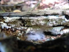 Dentipellis fragilis