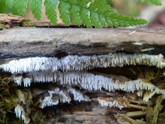 Dentipellis fragilis