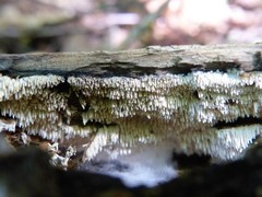 Dentipellis fragilis