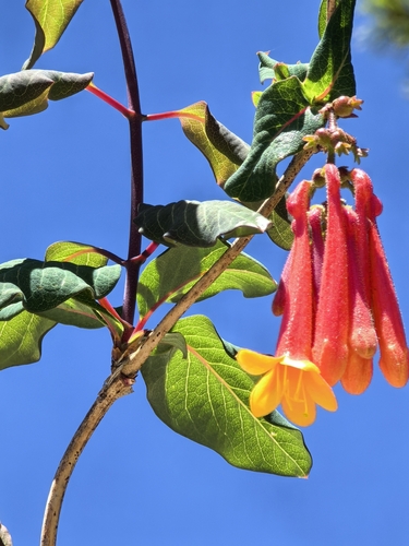 Lonicera pilosa, photograph 3