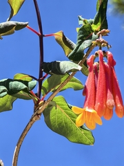 Lonicera pilosa, photograph (c) M. Socorro González Elizondo, some rights reserved (CC BY-SA)