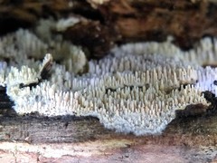 Dentipellis fragilis