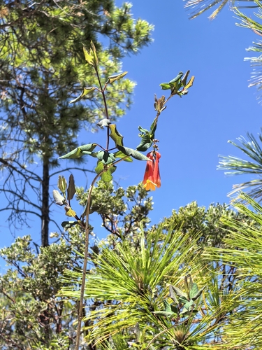 Lonicera pilosa, photograph 4
