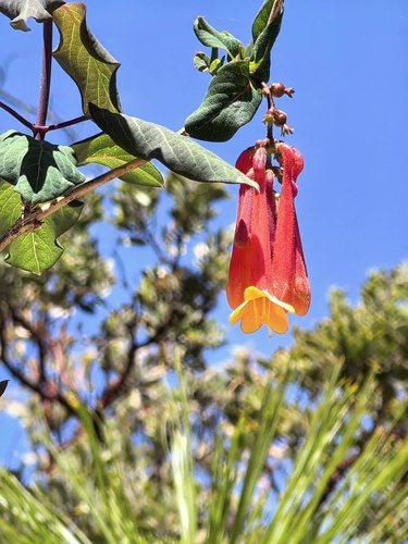 Lonicera pilosa, photograph 5